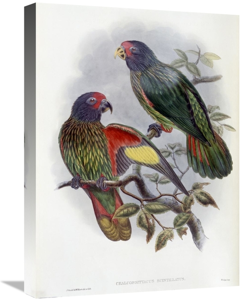 Global Gallery GCS-277781-22-142 22 in. Red-Fronted Lory Art Print - J