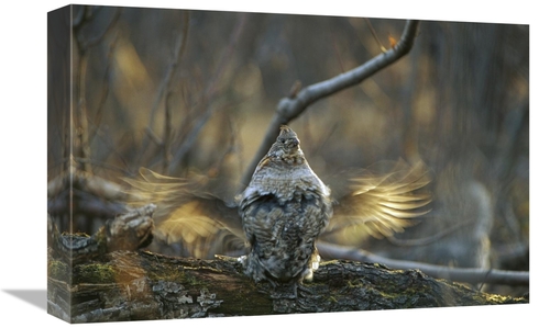 Global Gallery GCS-451922-1218-142 12 x 18 in. Ruffed Grouse Male Drum