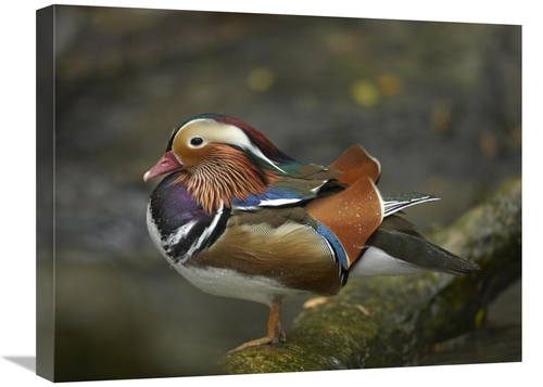 Global Gallery GCS-396257-1824-142 18 x 24 in. Mandarin Duck Male,