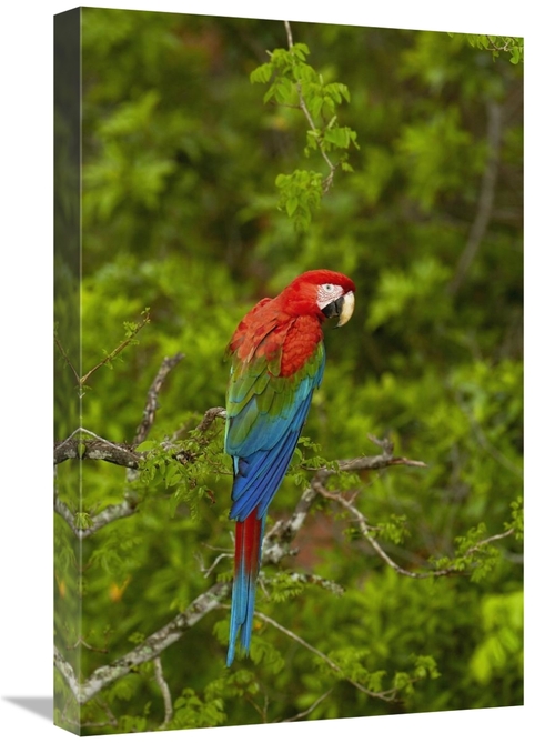 Global Gallery GCS-453225-1624-142 16 x 24 in. Red & Green Macaw Perch