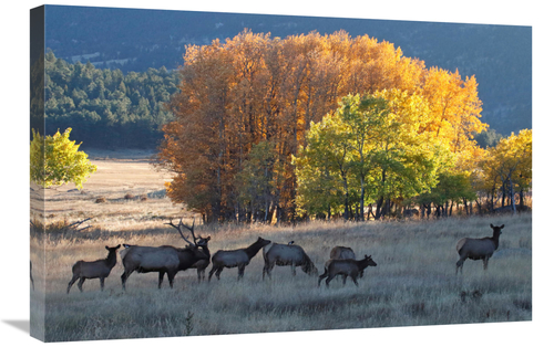 Global Gallery GCS-486560-30-142 30 in. Fall Morning with Elk Art Prin
