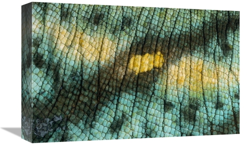 Global Gallery GCS-395329-1218-142 12 x 18 in. Parsons Chameleon Close