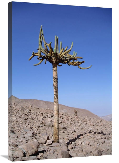 Global Gallery GCS-451462-2436-142 24 x 36 in. Candelabra Cactus, 