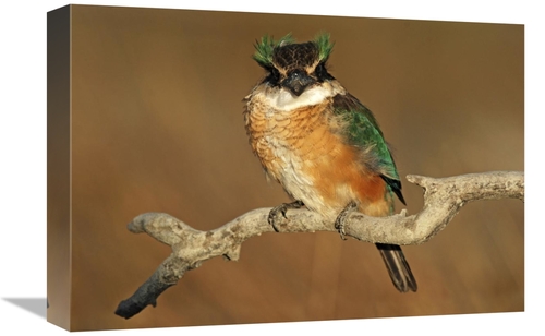 Global Gallery GCS-397462-1218-142 12 x 18 in. Sacred Kingfisher, 