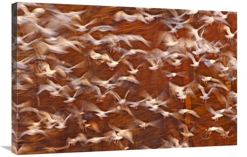 Global Gallery GCS-397592-2436-142 24 x 36 in. Great Black-Backed Gull