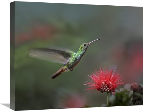 Global Gallery GCS-396566-2024-142 20 x 24 in. Rufous-Tailed Hummingbi