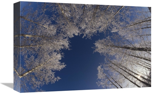 Global Gallery GCS-452482-1218-142 12 x 18 in. Winter Aspen Canopy&#44