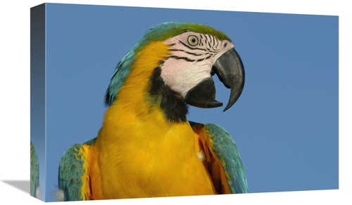 Global Gallery GCS-397936-1218-142 12 x 18 in. Blue & Yellow Macaw Por