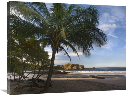 Global Gallery GCS-396125-2432-142 24 x 32 in. Palm Trees Line Pelada 