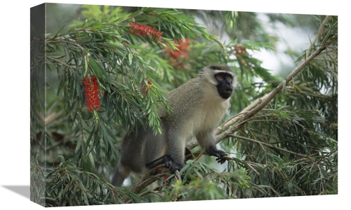 Global Gallery GCS-452363-1218-142 12 x 18 in. Black-Faced Vervet Monk