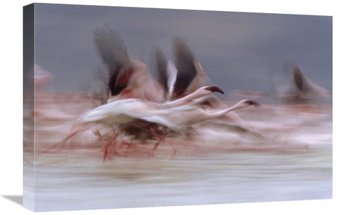 Global Gallery GCS-396776-1624-142 16 x 24 in. Lesser Flamingo Flock T