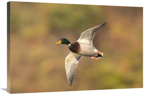 Global Gallery GCS-397358-2436-142 24 x 36 in. Mallard Male Flying,