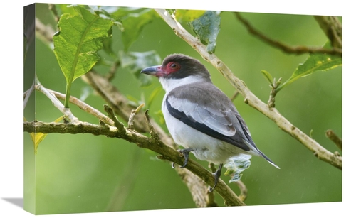 Global Gallery GCS-397257-1624-142 16 x 24 in. Masked Tityra, Cost