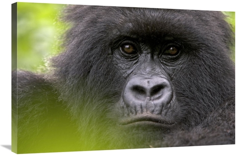 Global Gallery GCS-395337-2436-142 24 x 36 in. Mountain Gorilla Female