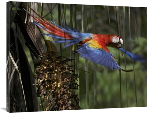 Global Gallery GCS-396230-3040-142 30 x 40 in. Scarlet Macaw Flying wi