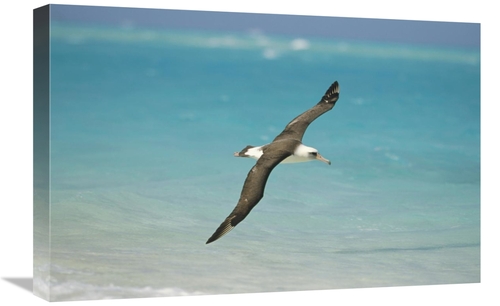 Global Gallery GCS-451434-1624-142 16 x 24 in. Laysan Albatross Flying
