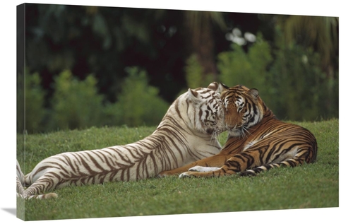 Global Gallery GCS-398532-2436-142 24 x 36 in. Bengal Tiger Affectiona
