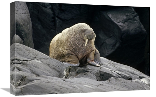 Global Gallery GCS-451357-1624-142 16 x 24 in. Atlantic Walrus Bull on