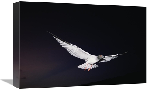 Global Gallery GCS-451522-1218-142 12 x 18 in. Swallow-Tailed Gull Dep
