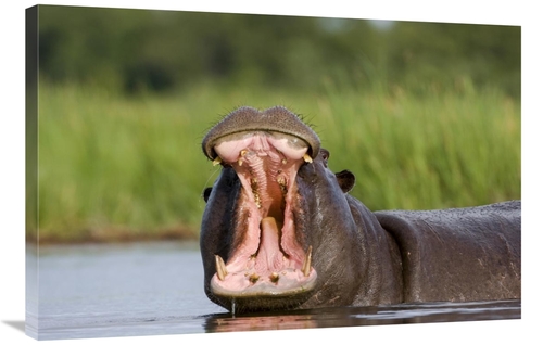 Global Gallery GCS-397439-2436-142 24 x 36 in. Hippopotamus Male Displ