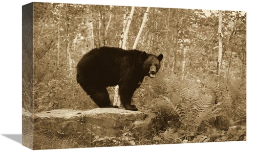 Global Gallery GCS-398187-1218-142 12 x 18 in. Black Bear Adult, S