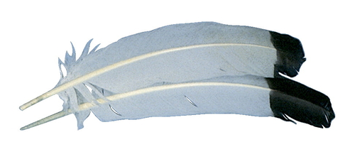10 - 12 In. 2-Tone Imitation Eagle Feather, White & Black Tip,