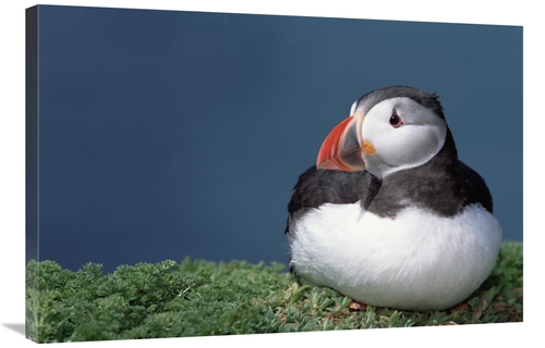 Global Gallery GCS-451569-2436-142 24 x 36 in. Atlantic Puffin Showing