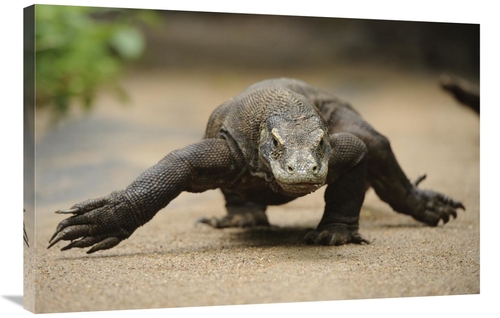 Global Gallery GCS-397548-2436-142 24 x 36 in. Komodo Dragon Walking&#