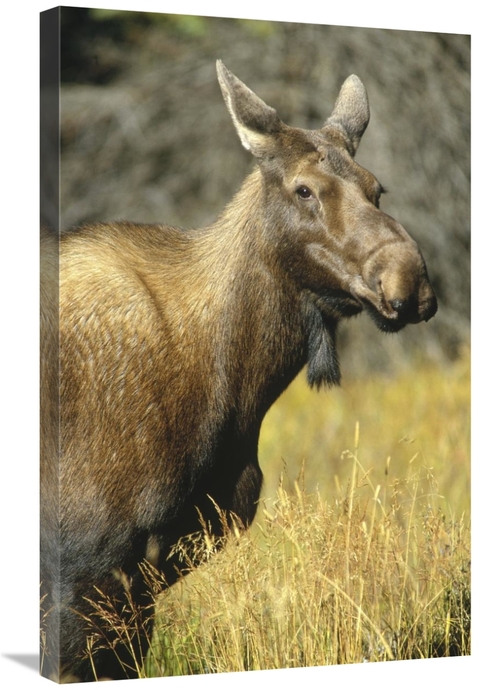 Global Gallery GCS-451990-2030-142 20 x 30 in. Moose Female, North