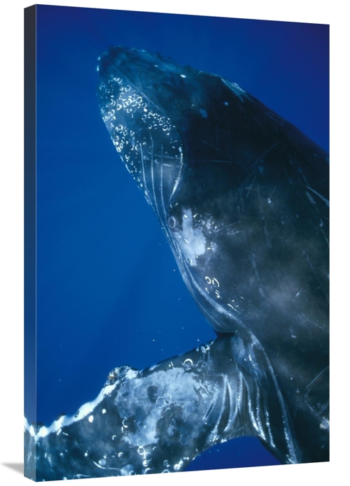 Global Gallery GCS-451038-2436-142 24 x 36 in. Humpback Whale Close Up