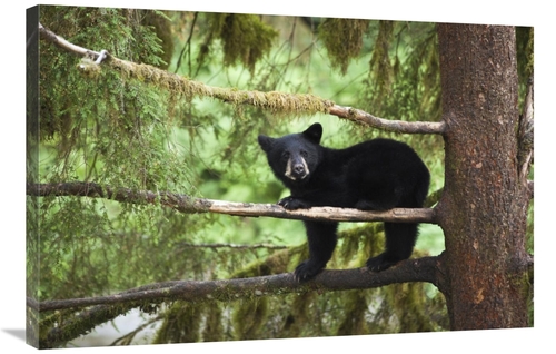 Global Gallery GCS-395470-2436-142 24 x 36 in. Black Bear Cub in Tree 