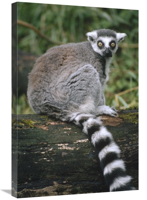 Global Gallery GCS-452818-2030-142 20 x 30 in. Ring-Tailed Lemur Portr