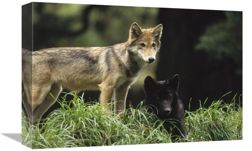 Global Gallery GCS-452730-1218-142 12 x 18 in. Timber Wolf Juveniles&#