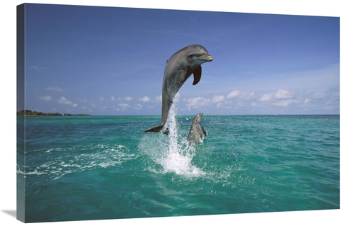 Global Gallery GCS-452575-2436-142 24 x 36 in. Bottlenose Dolphin Leap