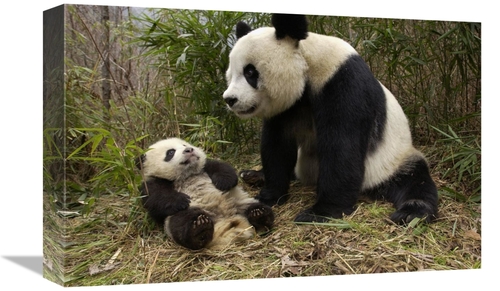 Global Gallery GCS-453018-1218-142 12 x 18 in. Giant Panda & Baby in B