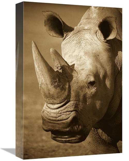 Global Gallery GCS-453661-1218-142 12 x 18 in. White Rhinoceros Portra