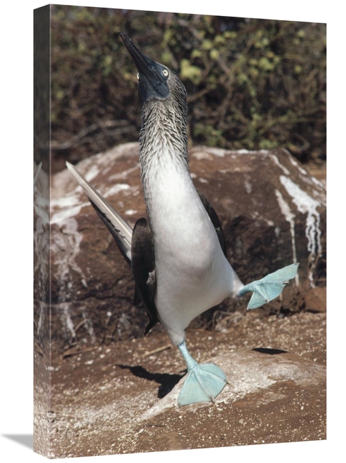 Global Gallery GCS-451277-1624-142 16 x 24 in. Blue-Footed Booby Court