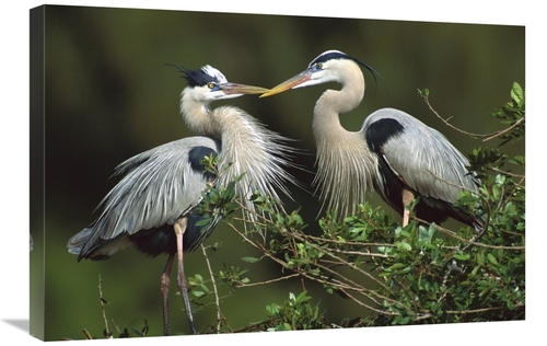 Global Gallery GCS-453302-2030-142 20 x 30 in. Great Blue Heron Pair&#