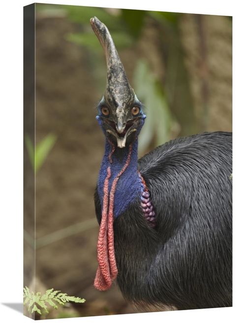 Global Gallery GCS-396261-1624-142 16 x 24 in. Southern Cassowary,
