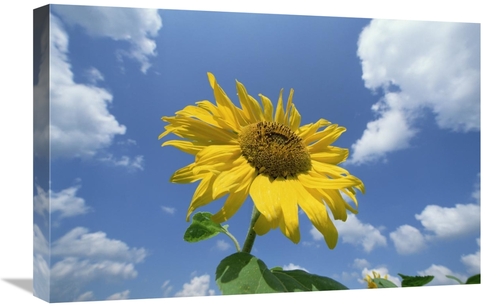 Global Gallery GCS-398486-1624-142 16 x 24 in. Common Sunflower with B
