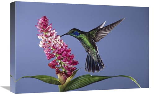 Global Gallery GCS-397251-1624-142 16 x 24 in. Green Violet-Ear Feedin
