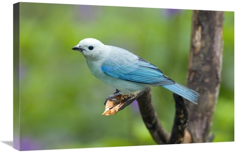 Global Gallery GCS-397284-2030-142 20 x 30 in. Blue-Gray Tanager Male&