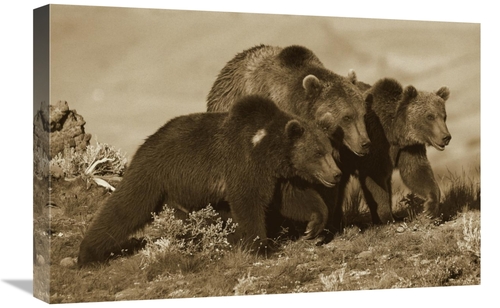 Global Gallery GCS-395922-1624-142 16 x 24 in. Grizzly Bear Mother wit