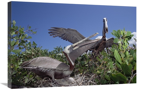 Global Gallery GCS-451207-2030-142 20 x 30 in. Brown Pelican Pair Gree