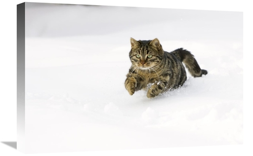 Global Gallery GCS-452583-1624-142 16 x 24 in. House Cat Male Running 