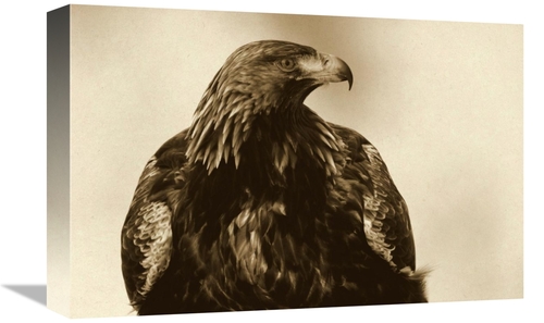 Global Gallery GCS-398052-1218-142 12 x 18 in. Golden Eagle Portrait&#