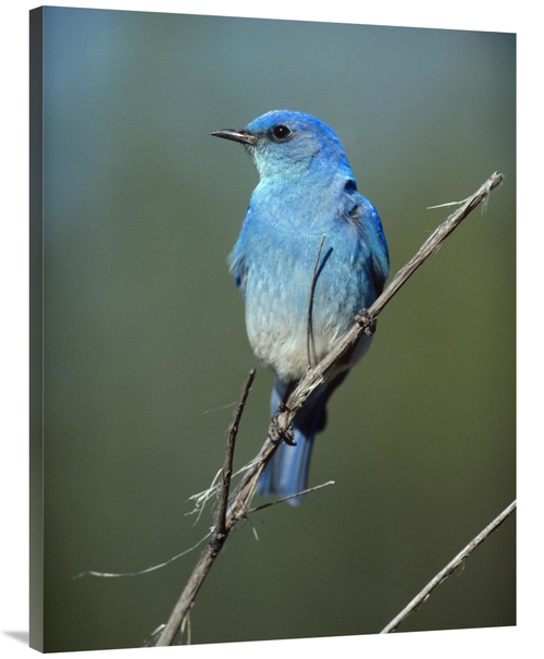 Global Gallery GCS-396302-3040-142 30 x 40 in. Mountain Bluebird Perch