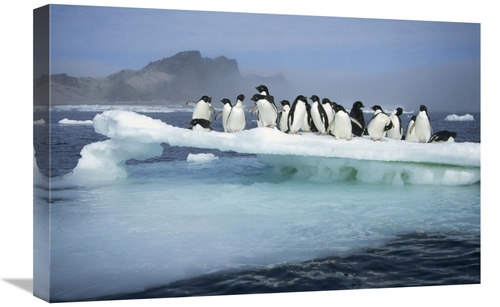 Global Gallery GCS-395664-1624-142 16 x 24 in. Adelie Penguin Group Cr