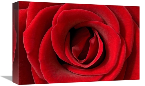 Global Gallery GCS-395288-1218-142 12 x 18 in. Rose Detail, German