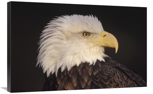 Global Gallery GCS-452739-2436-142 24 x 36 in. Bald Eagle Portrait&#44